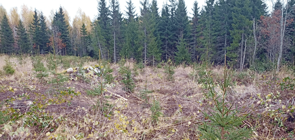 Kuva metsan taimikosta jota hoidettu varhausperkauksella.